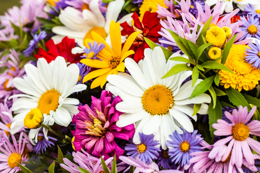 Ein bunter Blumenstrauß mit Margeriten, Astern und anderen farbenfrohen Blüten in Weiß, Gelb, Rot, Lila und Rosa.