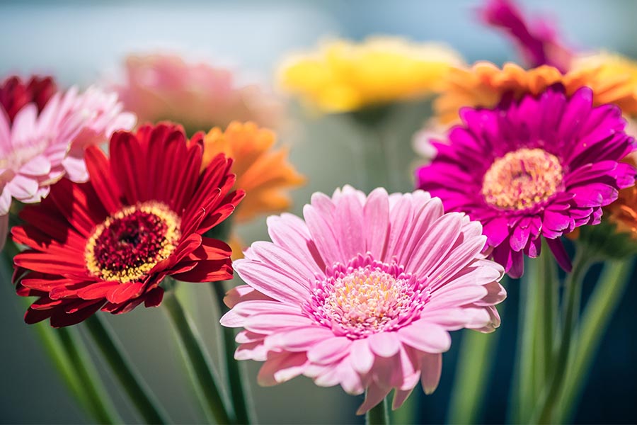 Ein bunter Strauß aus farbenfrohen Gerbera-Blüten in Rot, Rosa, Pink, Orange und Gelb – leuchtend und frisch vor unscharfem Hintergrund inszeniert.</p>
<p>
